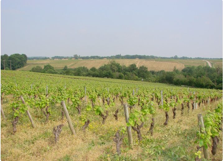 2016-cave-domaine-martin-luneau-panneau-gorges-44-levignobledenantes-tourisme-DEG (3)