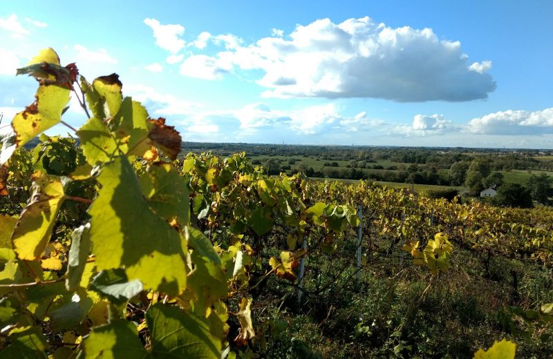 2018-buttedelaroche-lelorouxbottereau-1-levignobledenantes