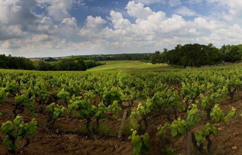 2018-domaine-.Jo-Landron5-la-haye-fouassiere-44-levignoblenantes