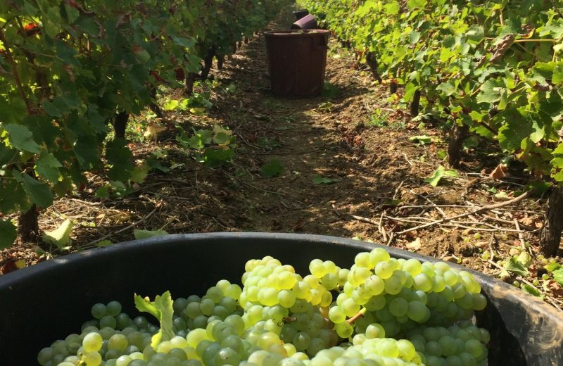 2018-domaine-bois-haut-gorges2-44-levignobledenantes-tourisme