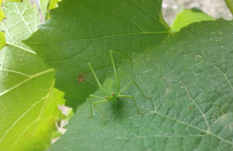 2018-domaineJL-VIAUD-sauterelle-verte-44-levignoblenantes-tourisme