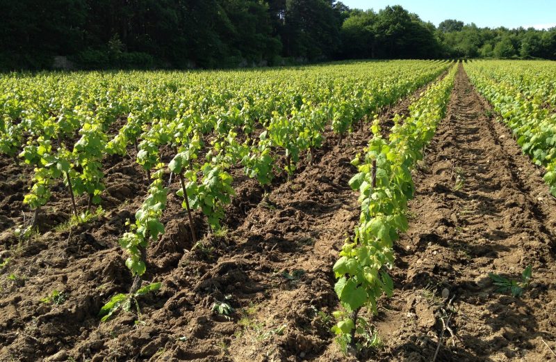 2019-FamilleLieubeau-vignes-chateauthebaud-44-levignobledenantes