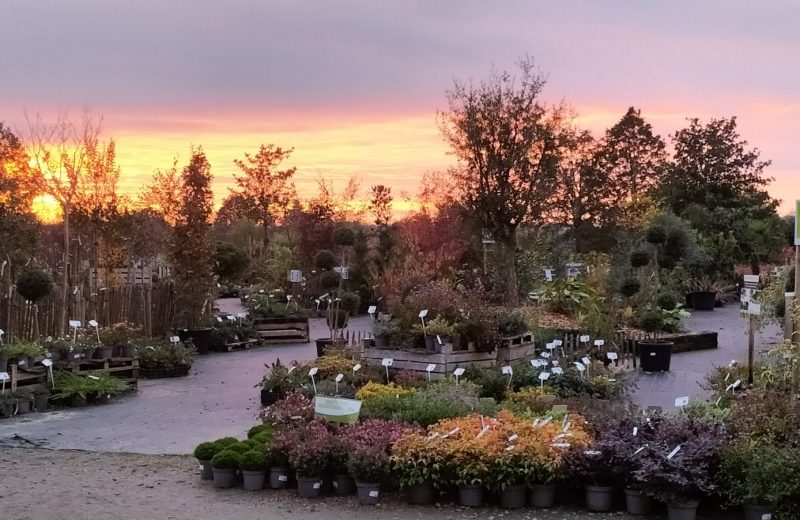 Avec Couché de Soleil – Zone Expo-vente