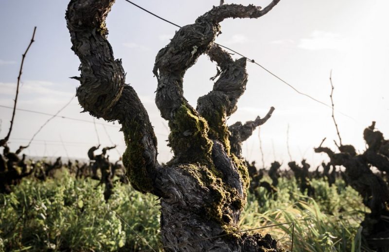 DOMAINE BONNET HUTEAU BY PAUL STEFANNAGGI (18)