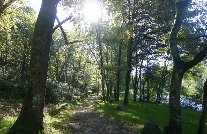 GR à gétigné, sur ancienne voie royale