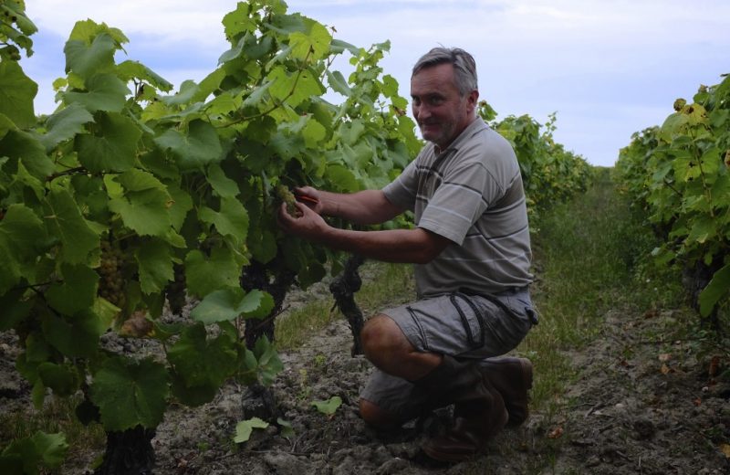 Gérard dans les vignes