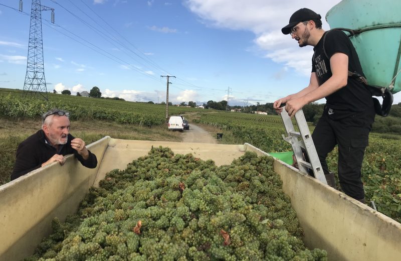 Gérard et Mathieu Vinet en vendanges