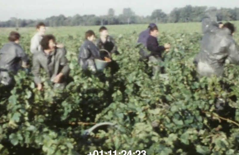 Images d’archives du Vignoble Nantais (1)