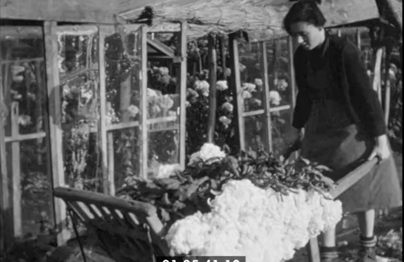 Images d’archives du Vignoble Nantais (2)