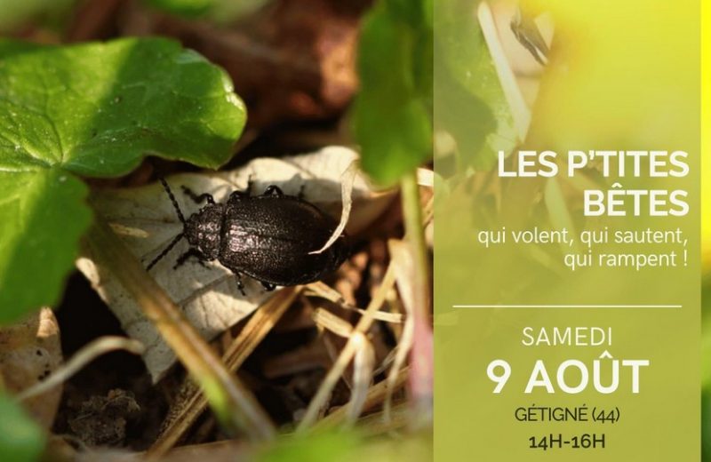 Lesp’titsbêtes_Gétigné_2025_DestinationVignobleNantais.com