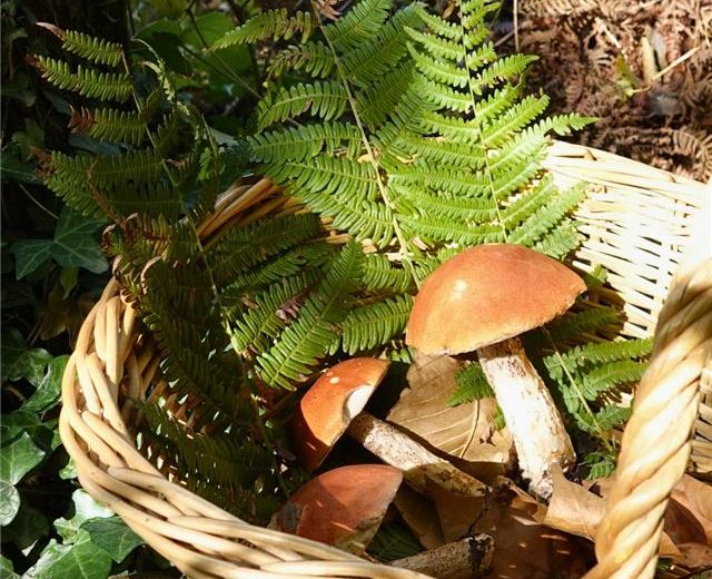 Peut être une image de lentins du Chêne, vesse-de-loup, champignon et texte