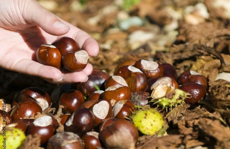 Randodeschataignes_LaRemaudière_2025_DestinationVignobleNantais.com