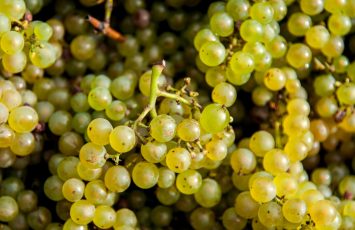 VENDANGES_ECU_4