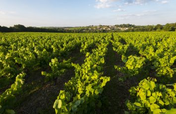 Boucle circuit vignoble du Bois Joly