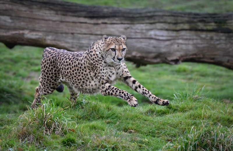 ZOO DE LA BOISSIERE DU DOREE – JOURNEE DES FELINS 2023
