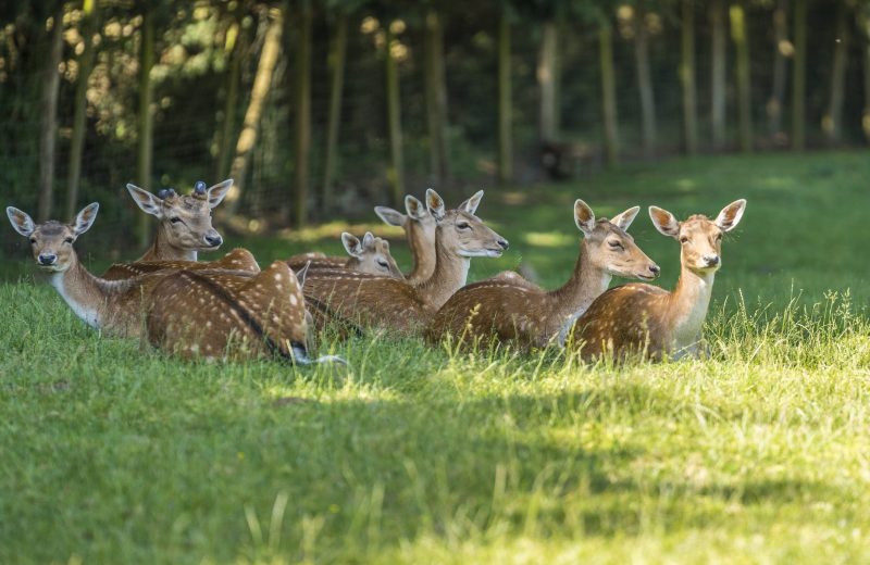 animaux-daim-natural-parc-st-laurent-des-autels-oa-osez-mauges-©F.Crampon (12)