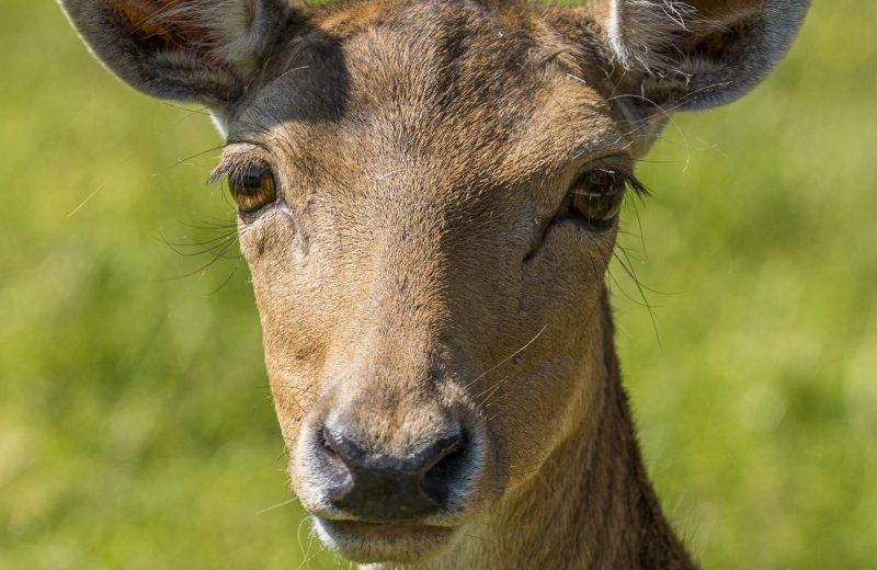 animaux-daim-natural-parc-st-laurent-des-autels-oa-osez-mauges-©F.Crampon (2)