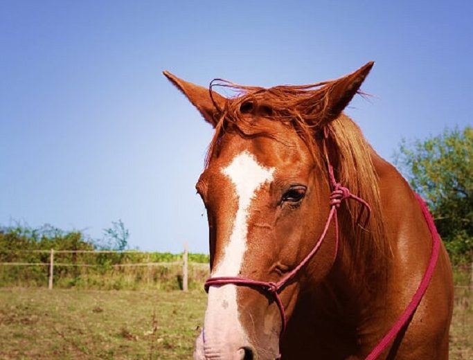 chevaux-vignes-en-selle-st-crespin-sur-moine-2