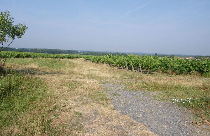 circuit-chateau-noe-vallet-levignobledenants-tourisme(4)