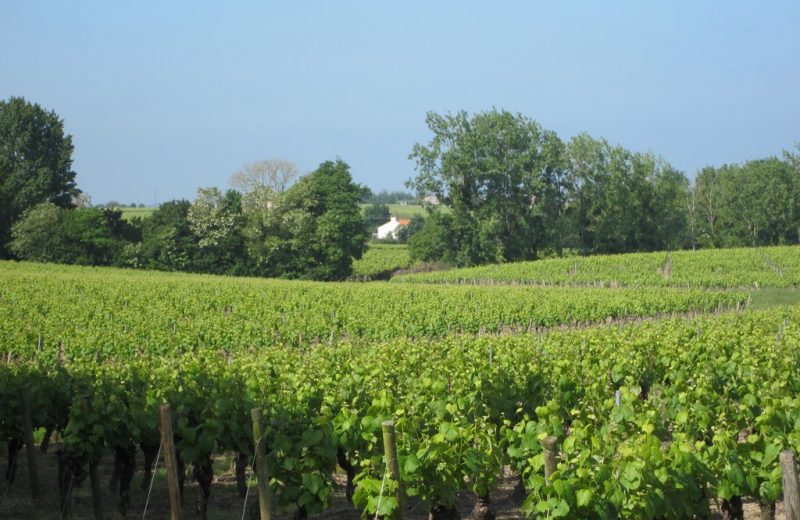 circuit-coteaux-vallet-levignoblenantes-tourisme (2)