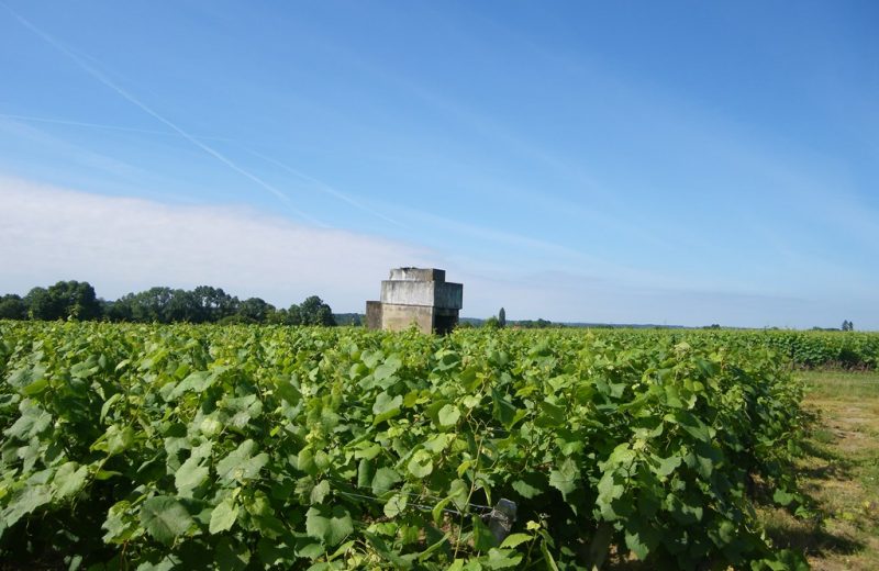 circuit-vignes-mouzillon-levignoblenantes-tourisme (8)