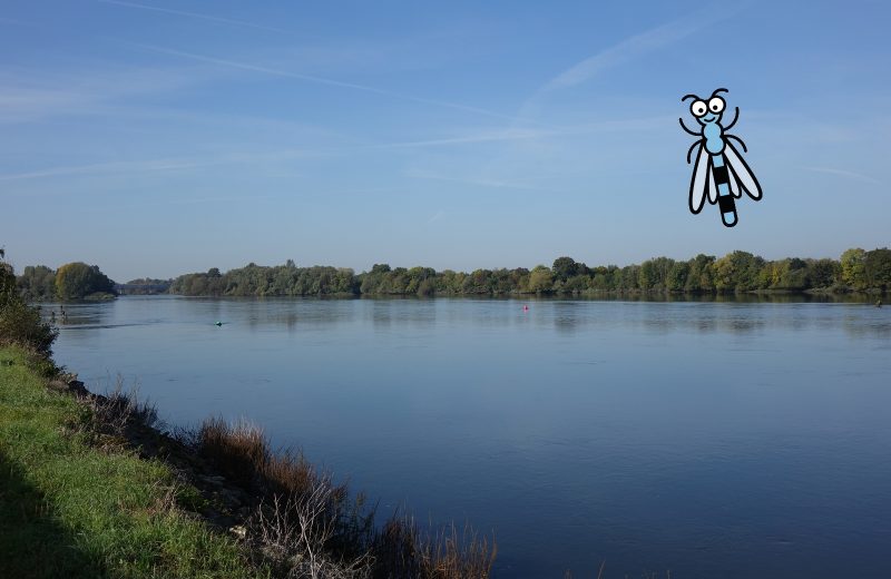 étape 4 la navigation les balises parcours loire OTVN   (6)
