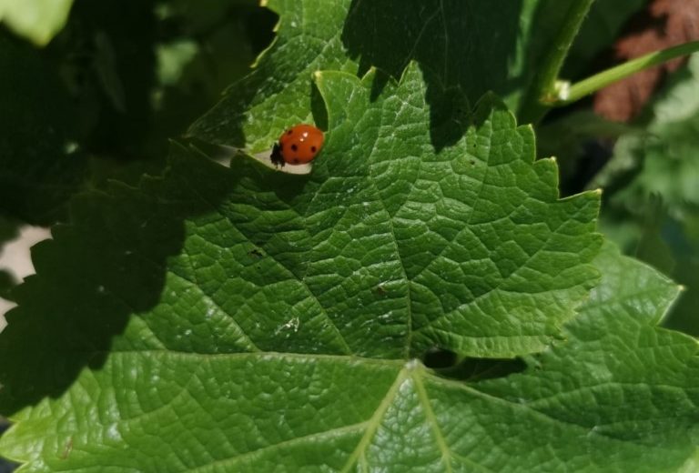 famille lebas maisdon sur sevre (5)