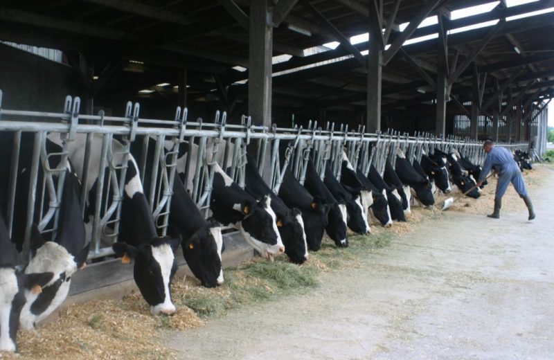 ferme-peda-la-pequiniere-la-boissiere-44-LOI