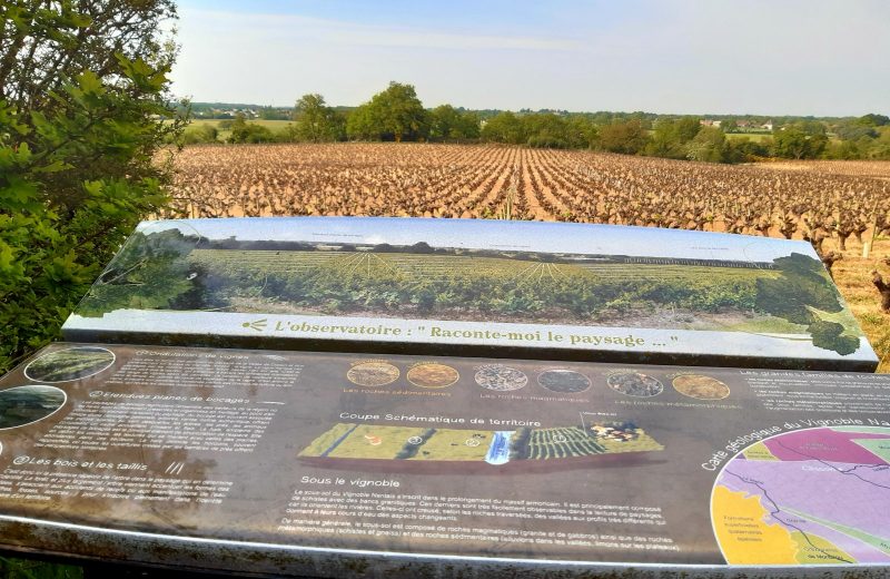 observatoire vignes GRP Maisdon sur Sèvre