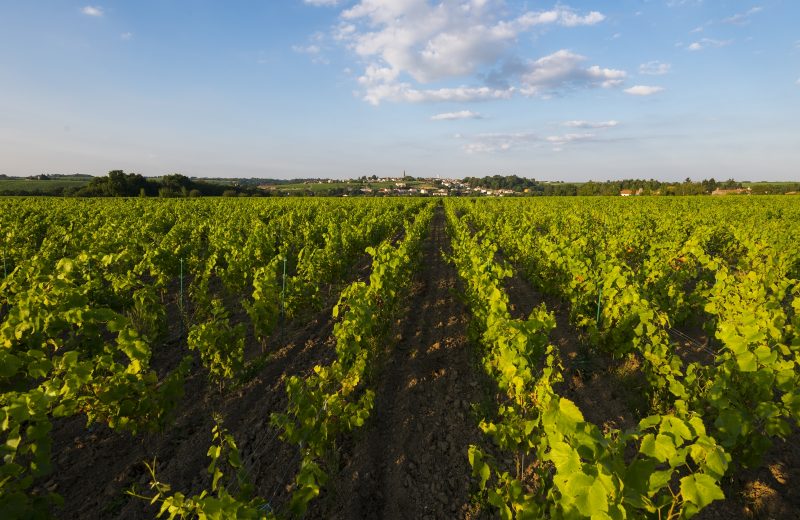 vignoble credit valery joncheray  (21)